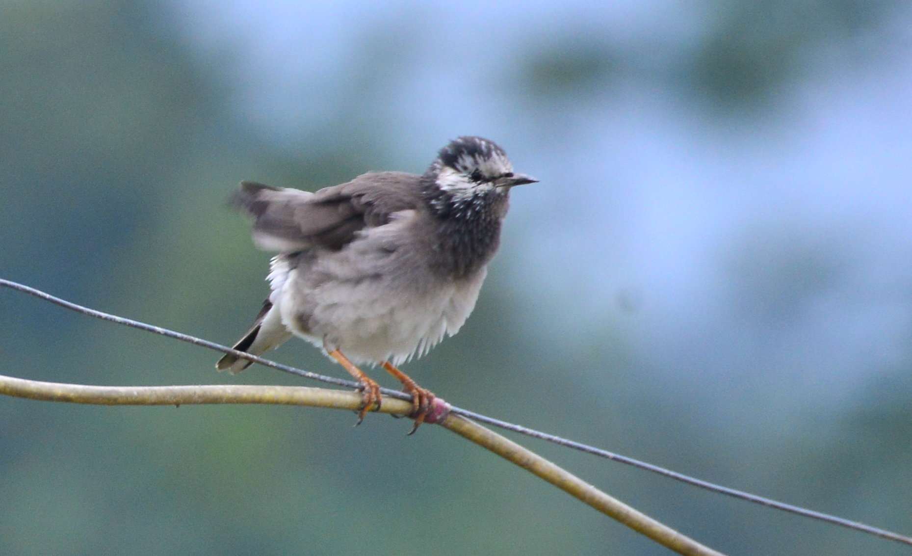 White-cheeked Starling Juvenile (3).jpg