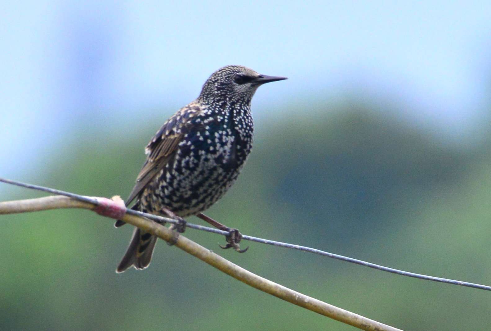 Common Starling (5).jpg