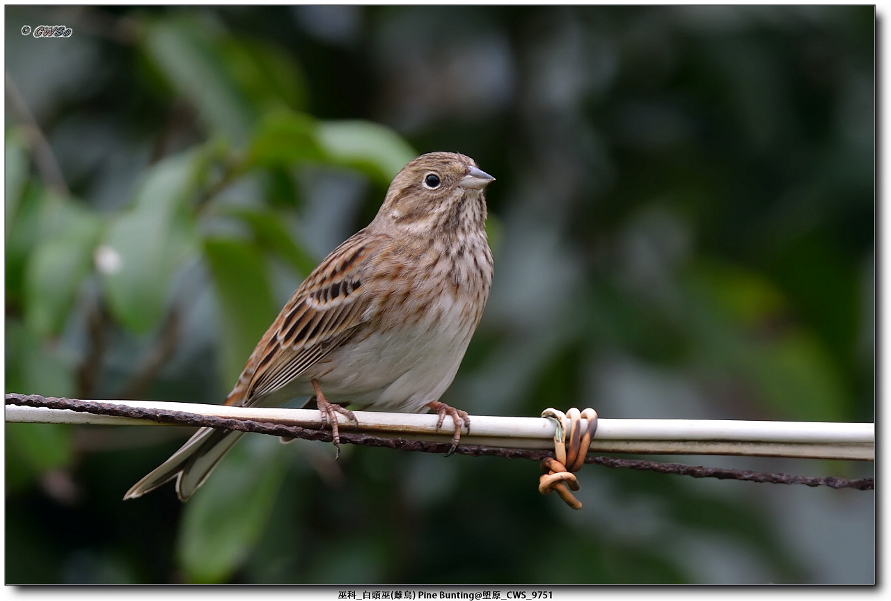 巫科_白頭巫(雌鳥) Pine Bunting@塱原_CWS_9751a.jpg