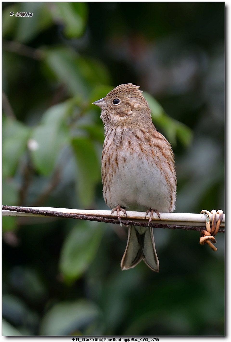 巫科_白頭巫(雌鳥) Pine Bunting@塱原_CWS_9755a.jpg