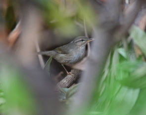 DSC_8854_Warbler ID.jpg