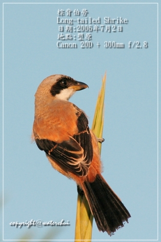 long_tailed_shrike_4.jpg