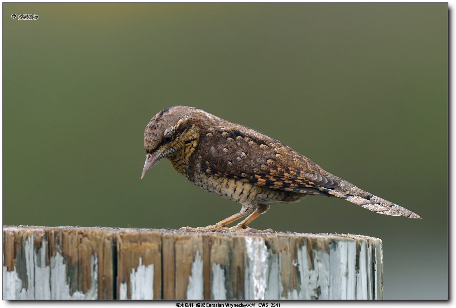 啄木鳥科_蟻鴷 Eurasian Wryneck@米埔_CWS_2541a.jpg