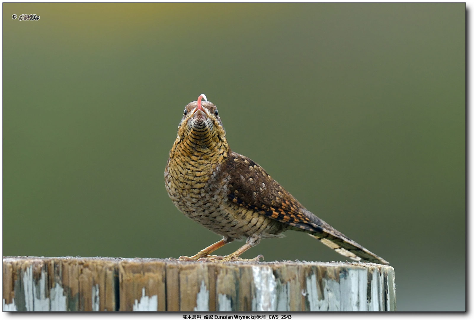 啄木鳥科_蟻鴷 Eurasian Wryneck@米埔_CWS_2543a.jpg