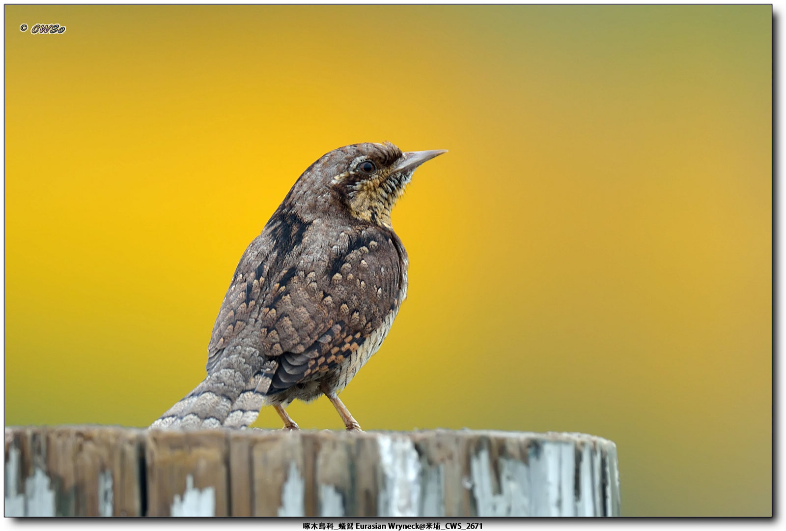 啄木鳥科_蟻鴷 Eurasian Wryneck@米埔_CWS_2671a.jpg