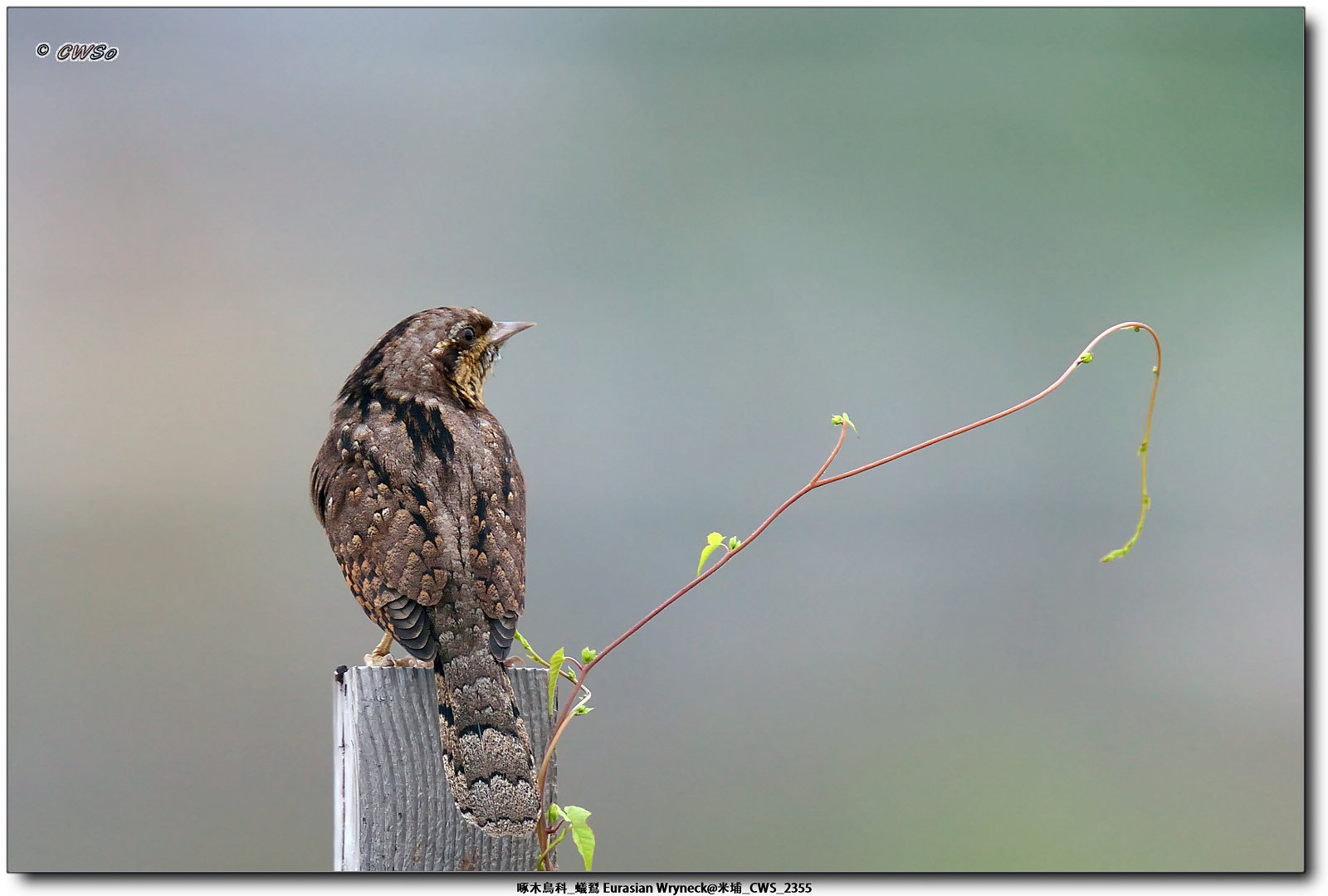 啄木鳥科_蟻鴷 Eurasian Wryneck@米埔_CWS_2355a.jpg