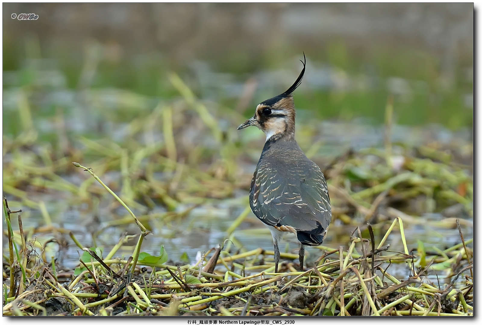 行科_鳳頭麥雞 Northern Lapwing@塱原_CWS_2930a.jpg