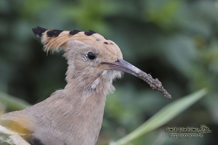 Hoopoe_Dec4_jgh_03.jpg