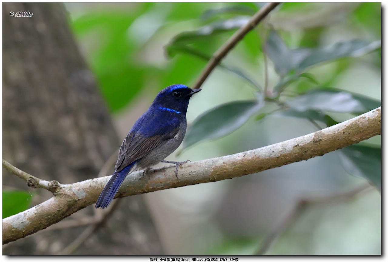 鶲科_小仙鶲(雄鳥) Small Niltava@新娘潭_CWS_3943a.jpg