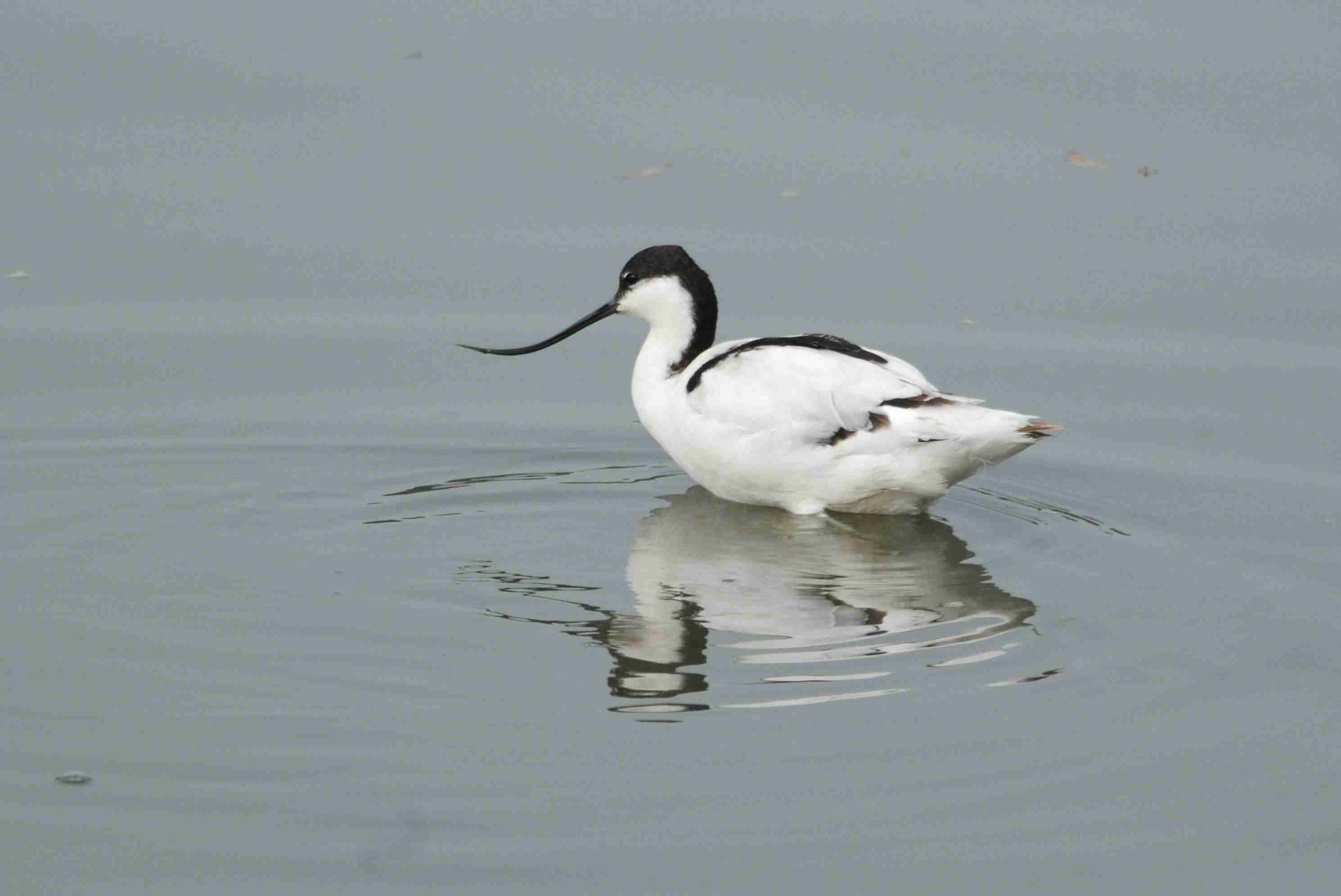 Pied Avocet.jpg