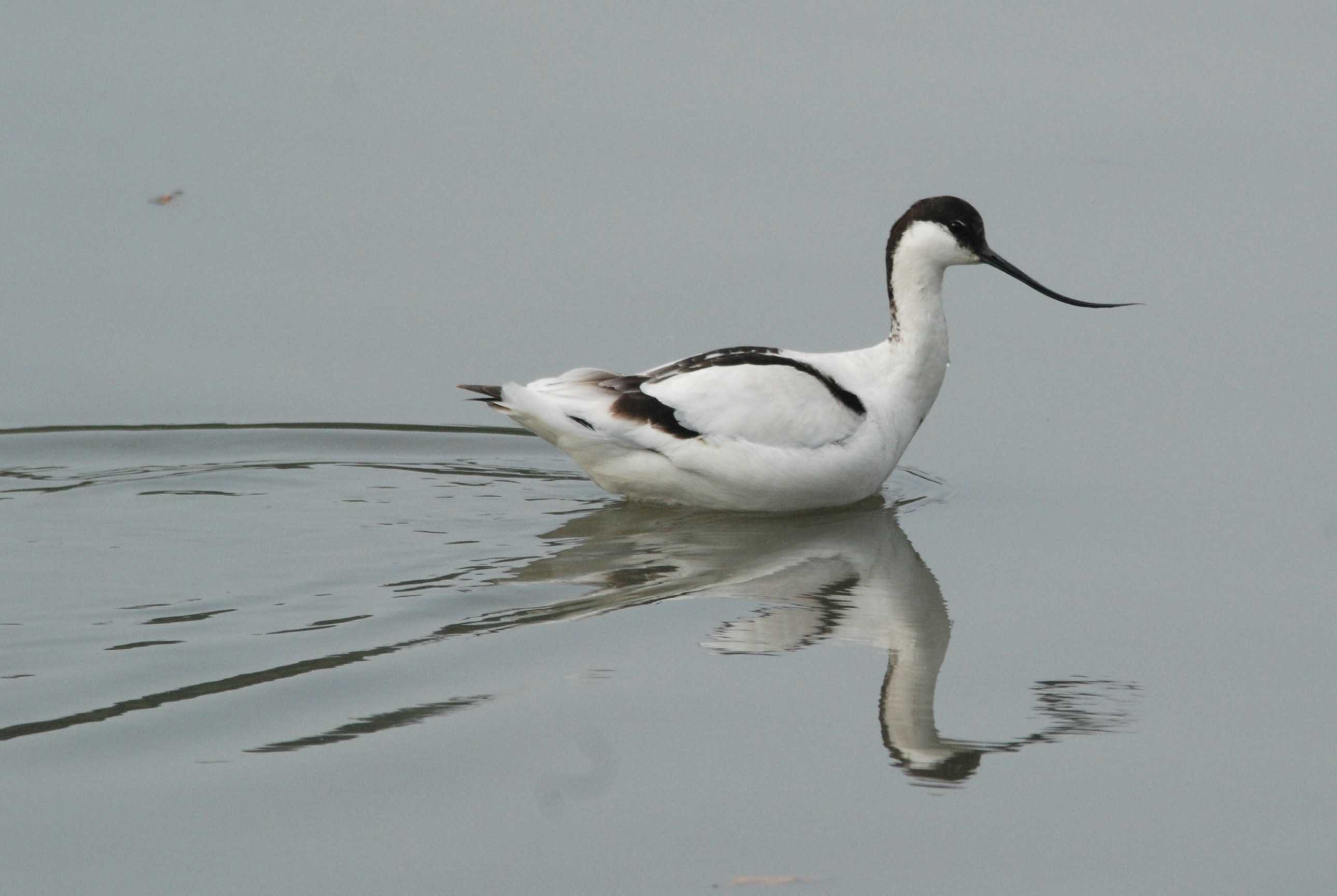 Pied Avocet (1).jpg