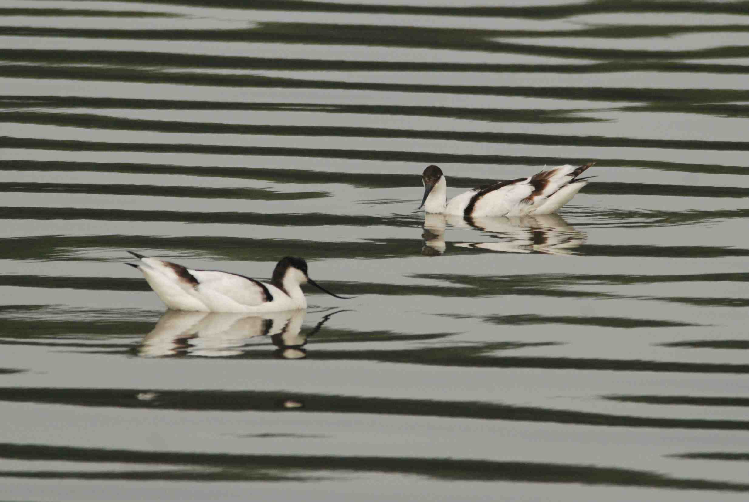 Pied Avocet (3).jpg