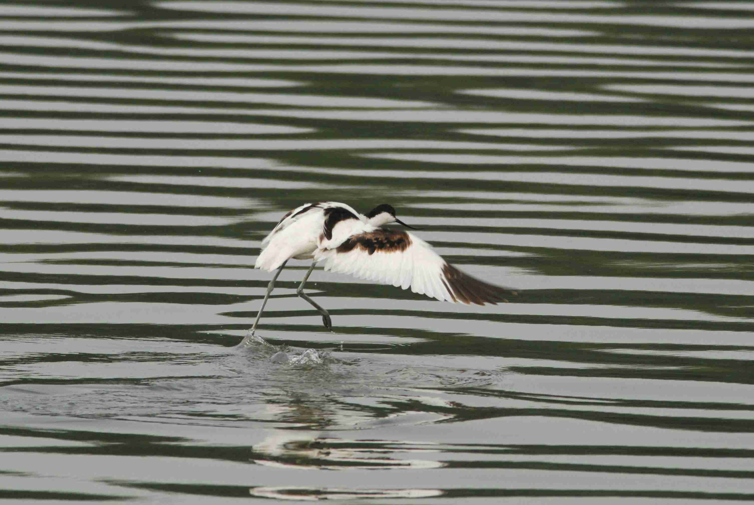 Pied Avocet (4).jpg