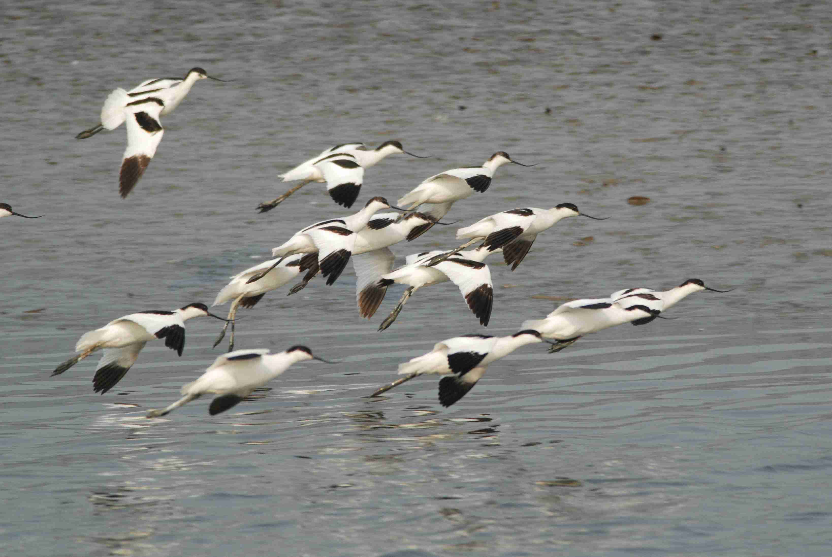 Pied Avocet (5).jpg