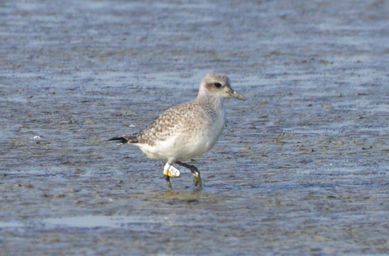 Long-toed Stint.jpg