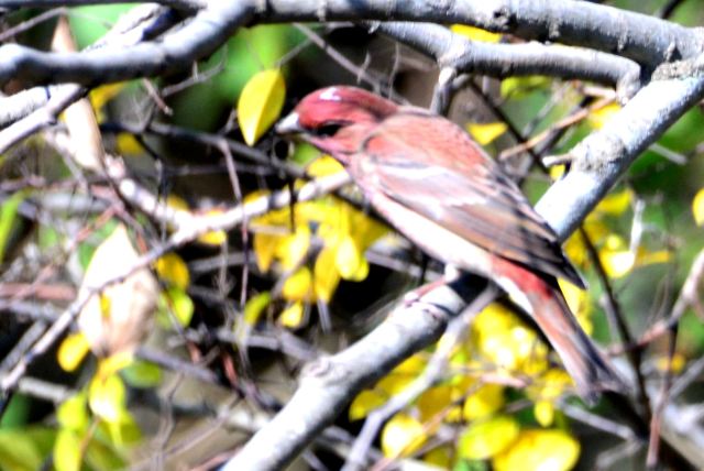 Common Rosefinch Male 2.jpg