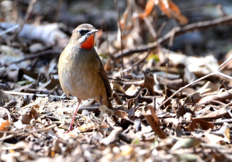 Siberian Rubythroat.jpg