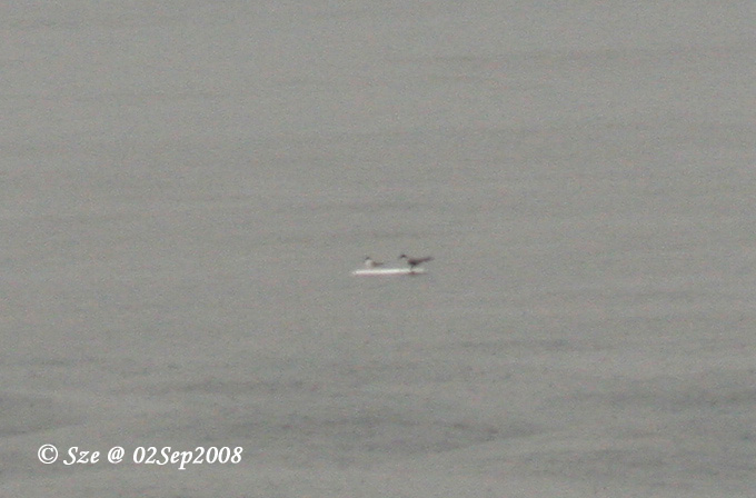 02Sep08_0007s.jpg