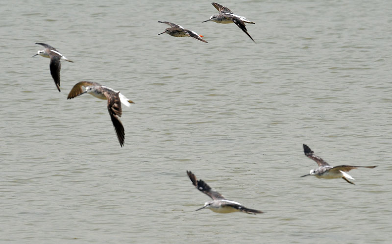 greenshanks yellowlegs DSC_9226.jpg