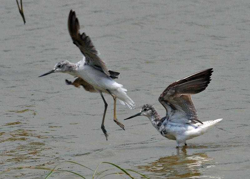 greenshanks DSC_9232.jpg