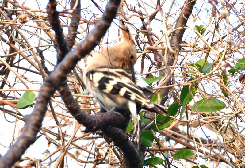 Eurasian Hoopoe (1).jpg