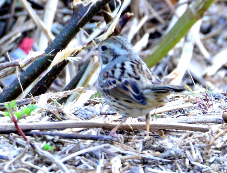 Black-faced Bunting.jpg