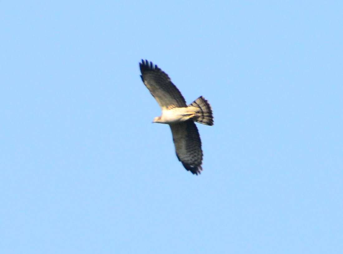 Oriental Honey Buzzard.jpg