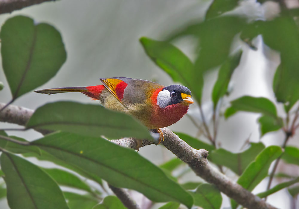 Silver-eared Mesia 5B3C9808.jpg