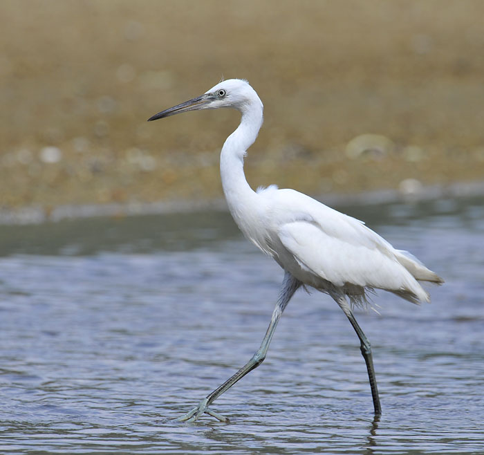 little egret blue feet_DSC2635.jpg