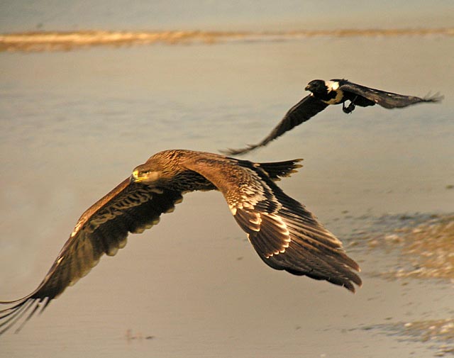 imperial eagle.juv.crowDSCN4226.jpg