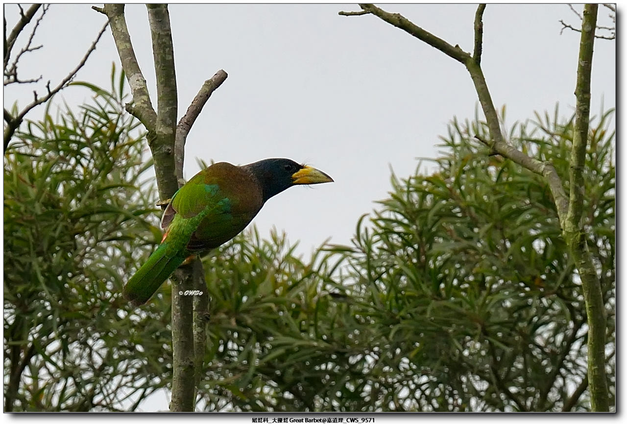 鬚鴷科_大擬鴷 Great Barbet@嘉道理_CWS_9571a.jpg