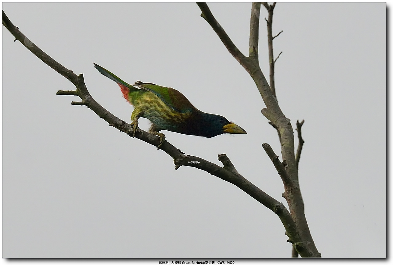 鬚鴷科_大擬鴷 Great Barbet@嘉道理_CWS_9600a.jpg