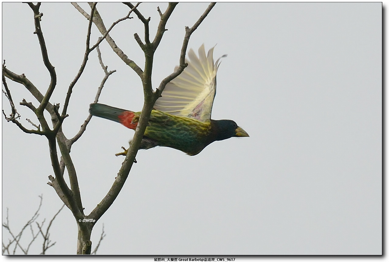 鬚鴷科_大擬鴷 Great Barbet@嘉道理_CWS_9617a.jpg