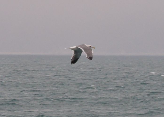 DSC_1916.JPG
