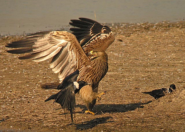 imperial eagle.juv.crowDSCN4225.jpg