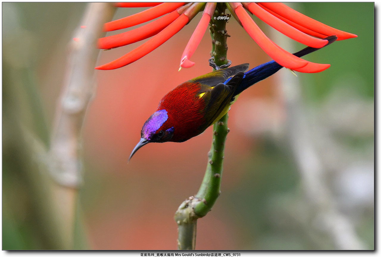 花蜜鳥科_藍喉太陽鳥 Mrs Gould's Sunbird@嘉道理_CWS_9731a.jpg