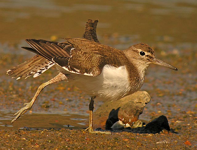 common sandpiper.juv DSCN5078.jpg