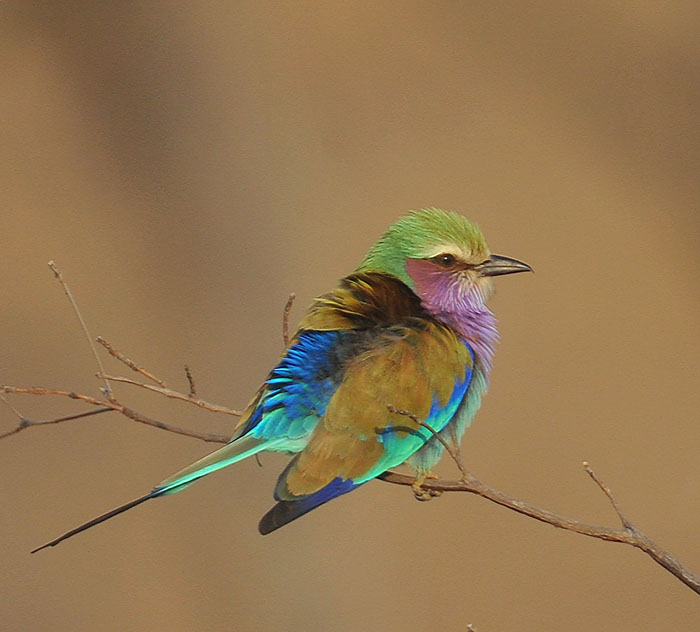 lilac breasted roller DSC_9334.jpg