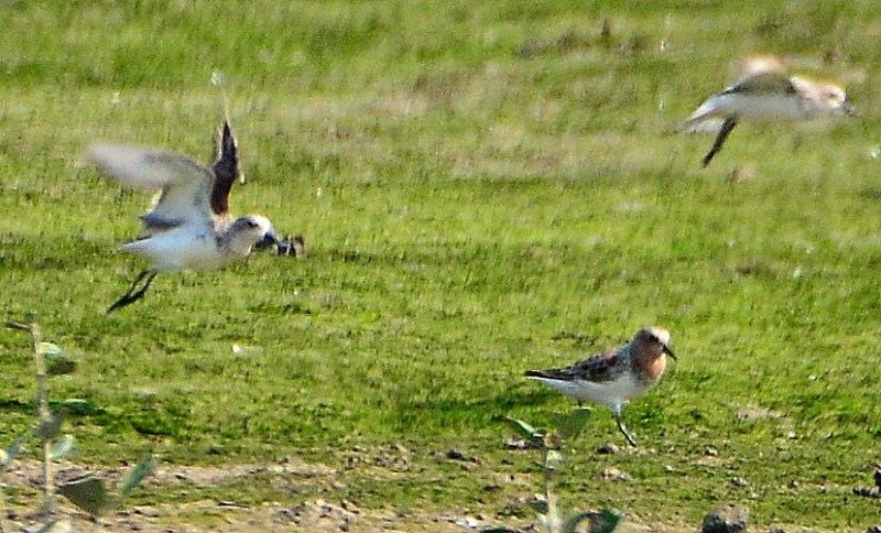 Spoon-billed Sandpiper 1.jpg