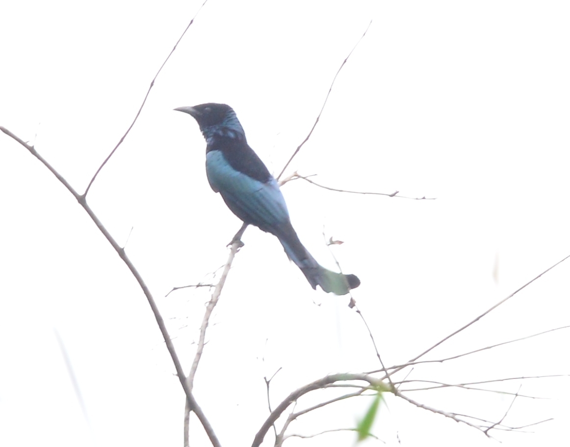 DSC_8650_Hair-crested Drongo_髮冠卷尾.JPG