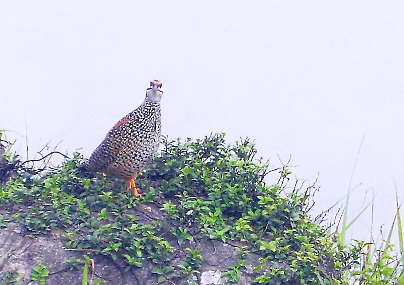 Tai Mo Shan 29-04-2015 076.JPG