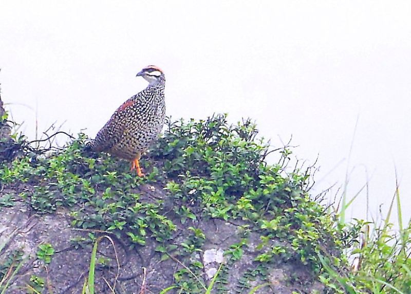 Chinese Francolin 3.jpg