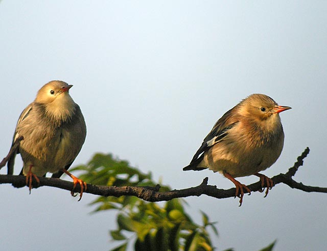 red billed starlingDSCN3108.jpg