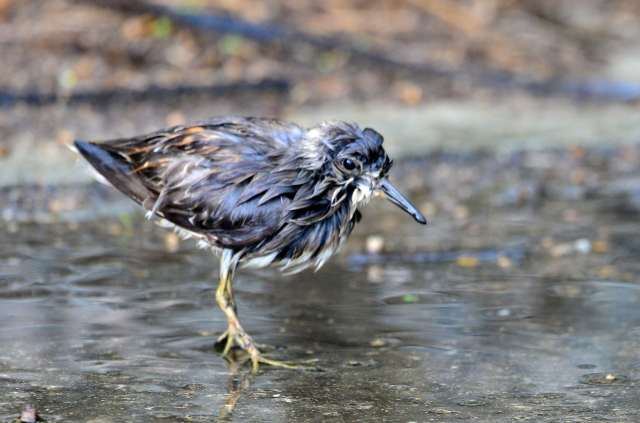 Long-toed Stint.jpg