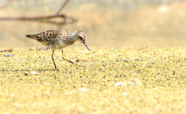 Long-toed Stint 1.jpg