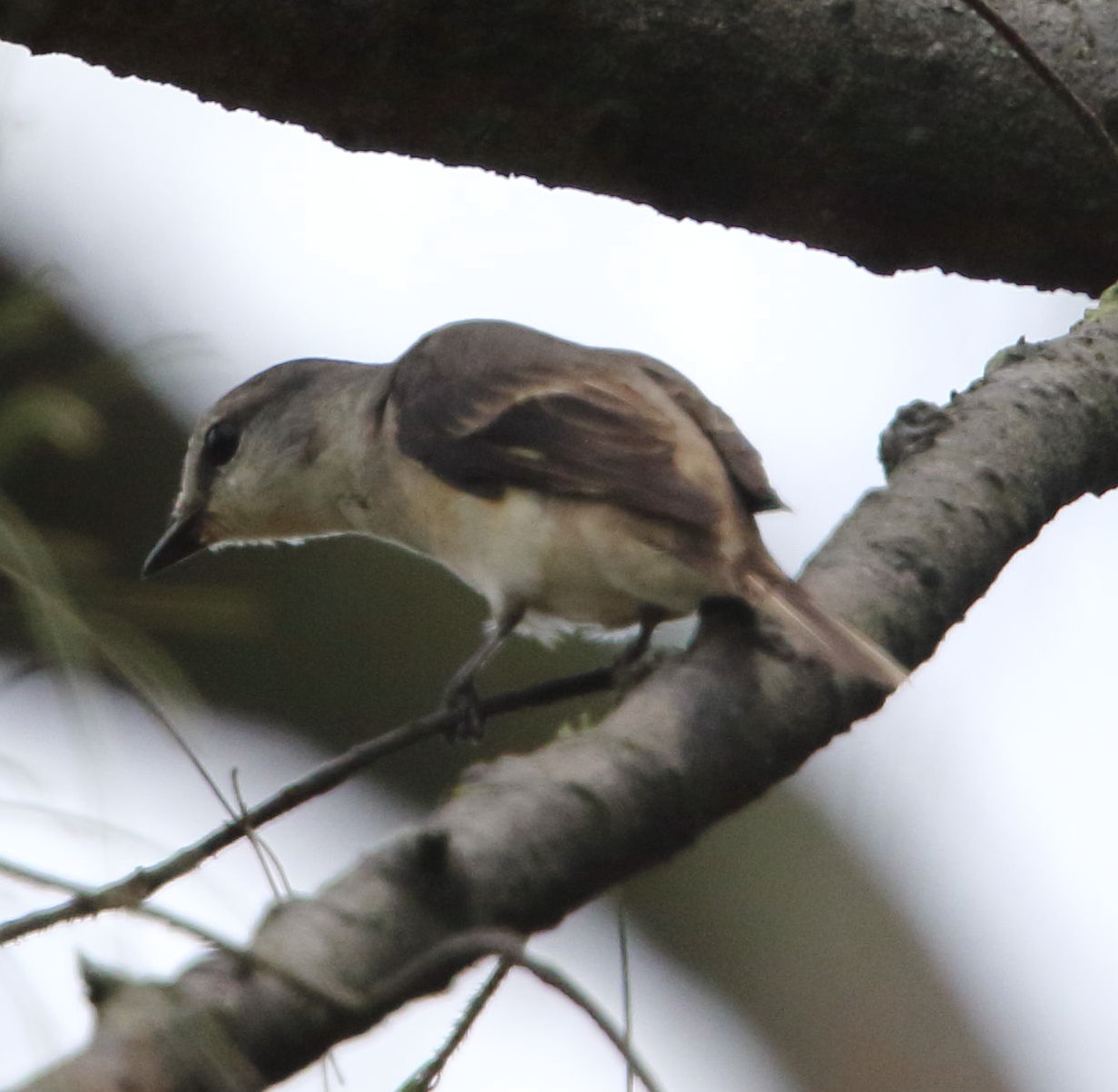 minivet_120515_pt_1.JPG