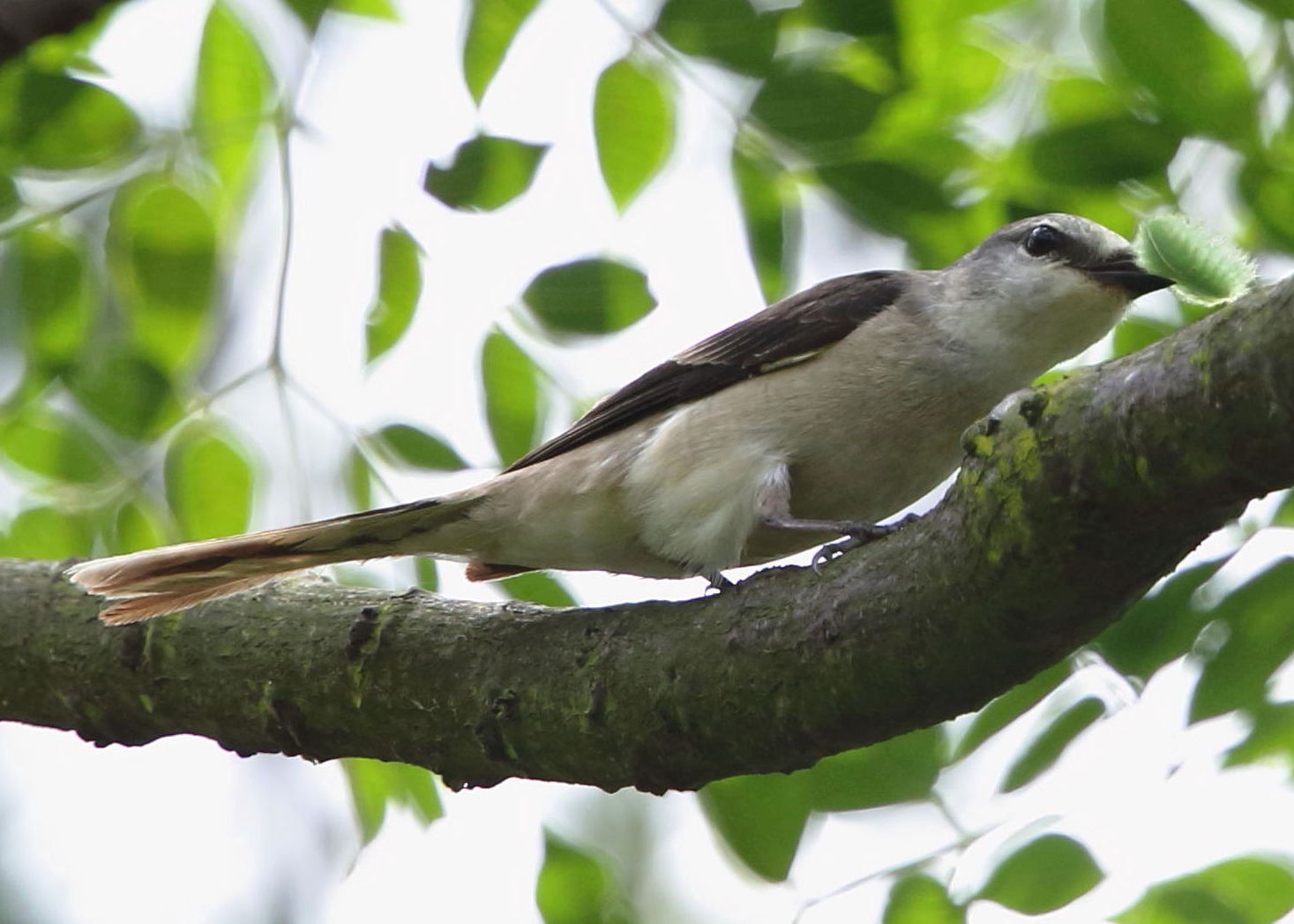 minivet_120515_pt_2.JPG