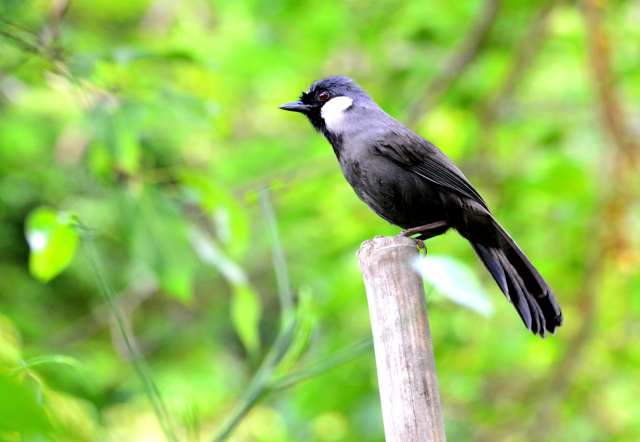 Black-throated Laughing Thrush 1.jpg