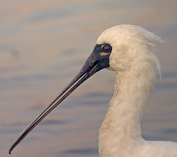 bf spoonbill.closeup DSCN4821.jpg