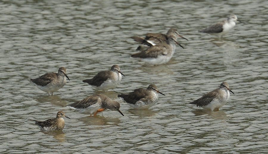 broad billed sandpiper_DSC9967.jpg